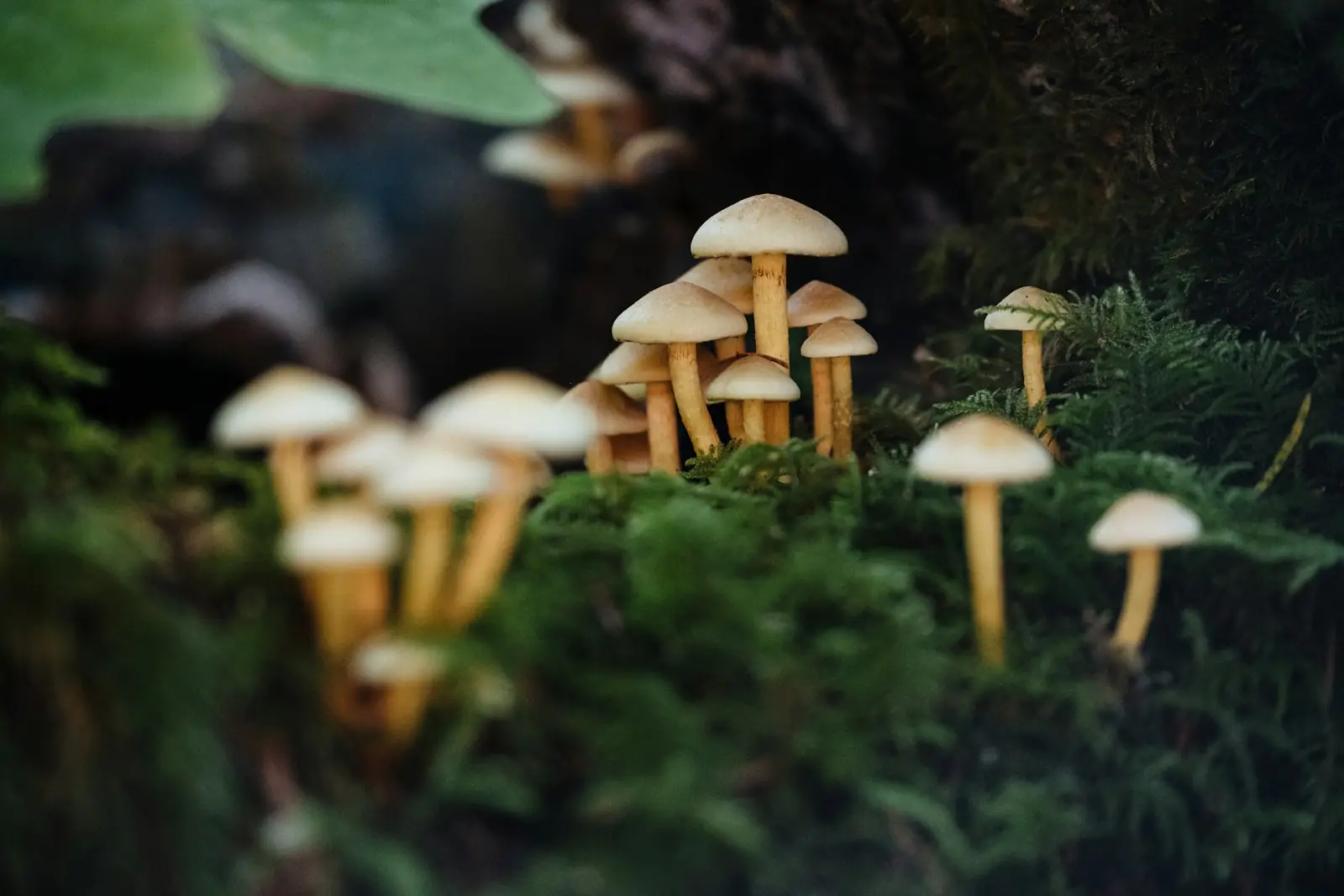 Wild Mushrooms