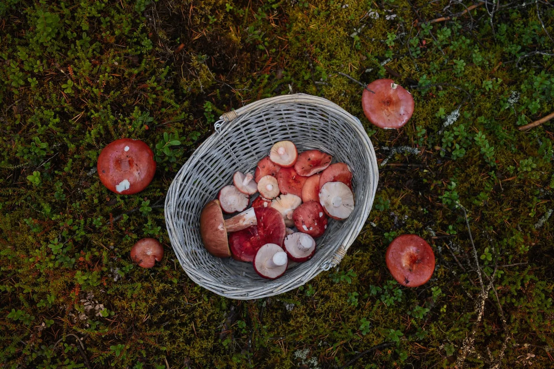 Forager in the forest